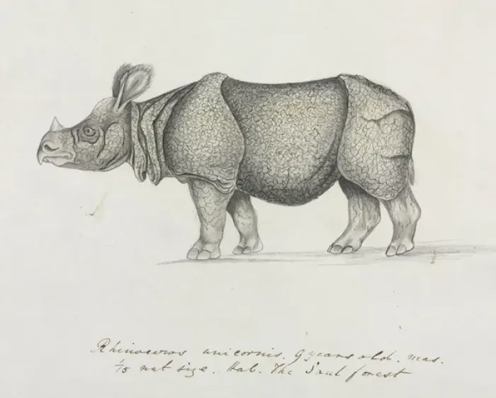 Framed Print : Rhinoceros unicornis, Indian Rhinoceros