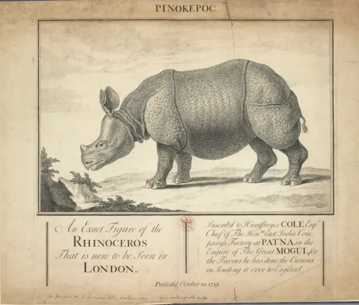 Framed Print : Rhinoceros unicornis, Indian rhinoceros
