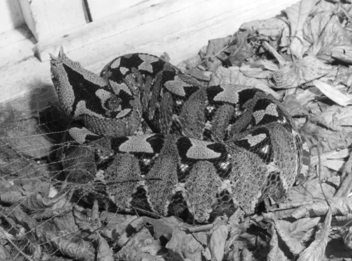 Framed Print : Rhinoceros Viper Framed Print : Rhinoceros Viper