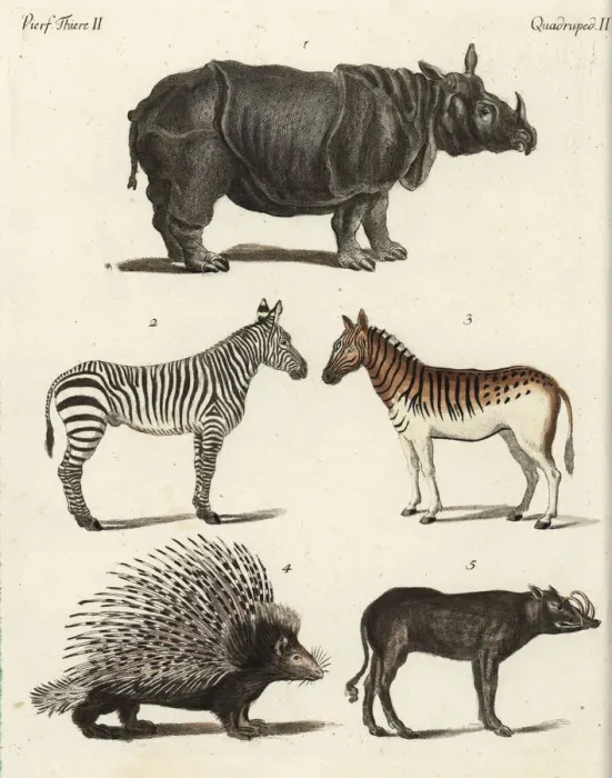 Framed Print : Rhinoceros, zebra, porcupine and babirusa Framed Print : Rhinoceros, zebra, porcupine and babirusa