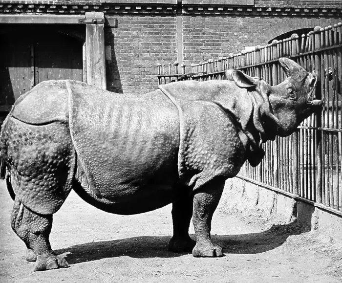 Framed Print : Rhinoceros at a Zoo Framed Print : Rhinoceros at a Zoo