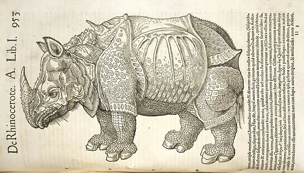 Rhinocerotidae (family), rhinoceros