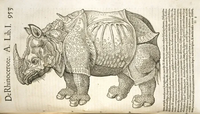 Framed Print : Rhinocerotidae (family), rhinoceros Framed Print : Rhinocerotidae (family), rhinoceros