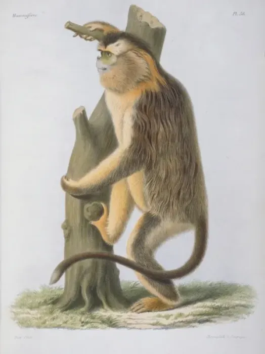 Framed Print : Rhinopithecus roxellanae, snub-nosed monkey Framed Print : Rhinopithecus roxellanae, snub-nosed monkey