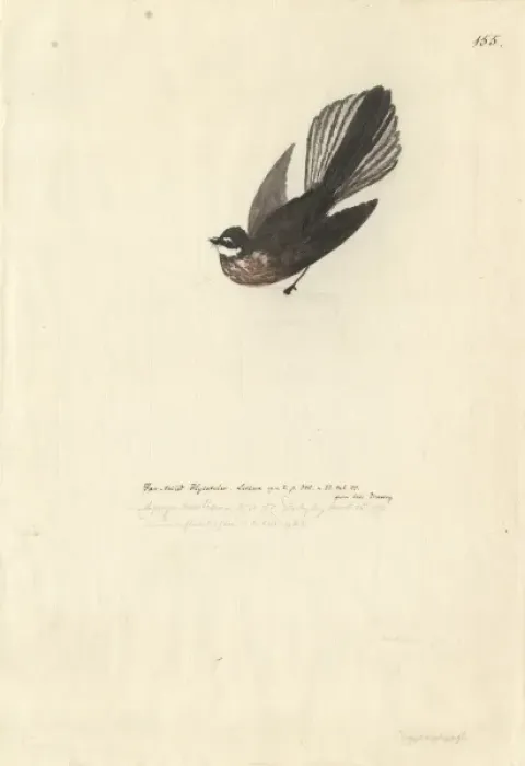 Framed Print : Rhipidura fuliginosa, New Zealand fantail Framed Print : Rhipidura fuliginosa, New Zealand fantail