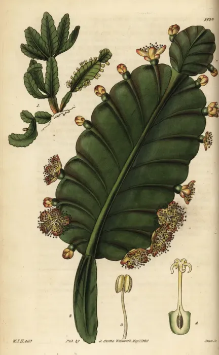 Framed Print : Rhipsalis pachyptera Framed Print : Rhipsalis pachyptera