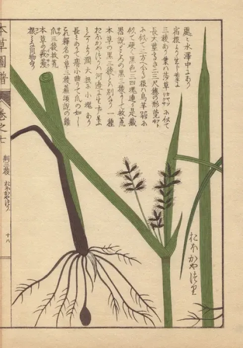 Framed Print : Rhizome and root of tidalmarsh flat sedge, Cyperus serotinus Framed Print : Rhizome and root of tidalmarsh flat sedge, Cyperus serotinus