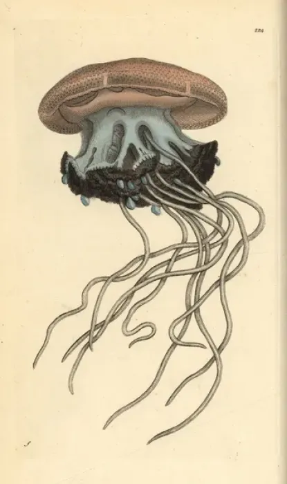Framed Print : Rhizostoma cuvieri jellyfish Framed Print : Rhizostoma cuvieri jellyfish