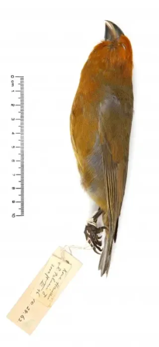 Framed Print : Rhodacanthis palmeri, greater koa finch Framed Print : Rhodacanthis palmeri, greater koa finch