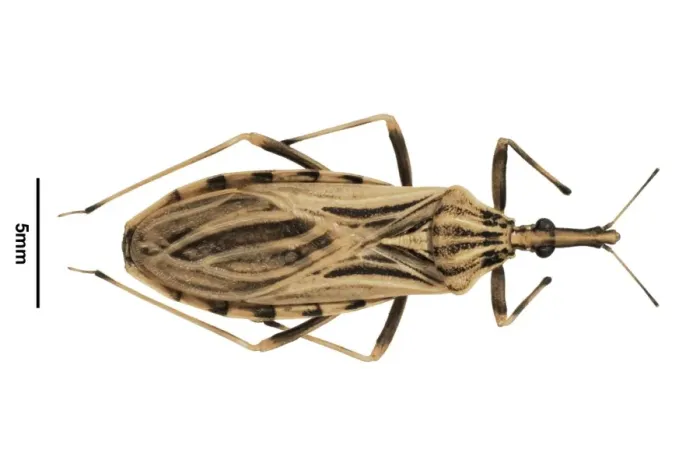 Framed Print : Rhodnius ecuadorionsis, triatomine bug Framed Print : Rhodnius ecuadorionsis, triatomine bug