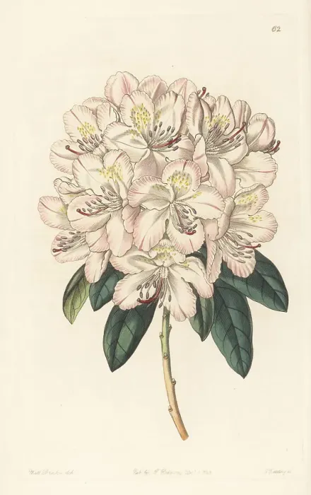 Framed Print : Rhododendron aprilis, hybrid Framed Print : Rhododendron aprilis, hybrid