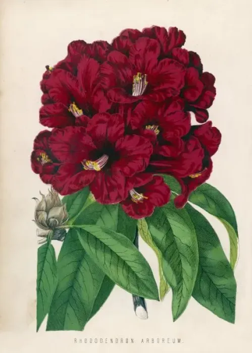 Framed Print : Rhododendron Arboretum Framed Print : Rhododendron Arboretum
