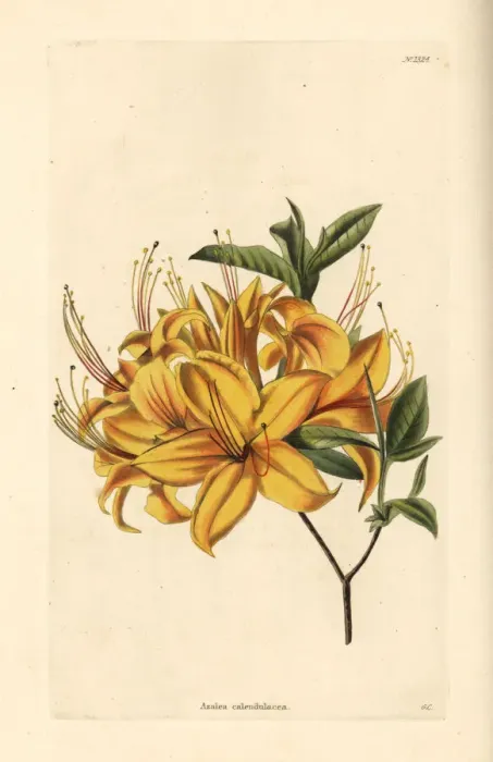 Framed Print : Rhododendron calendulaceum