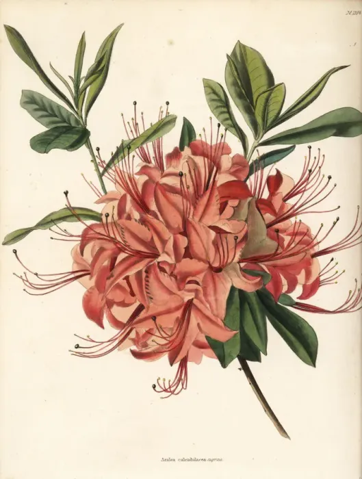 Framed Print : Rhododendron calendulaceum var. cupraea Framed Print : Rhododendron calendulaceum var. cupraea