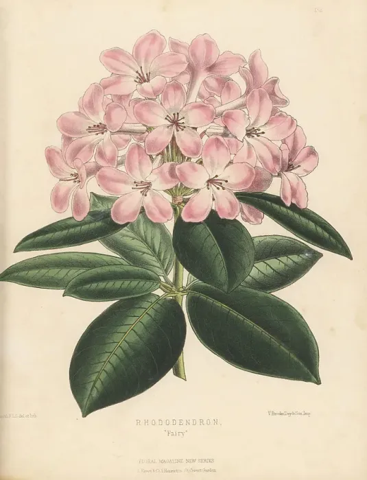Framed Print : Rhododendron cultivar, Fairy Framed Print : Rhododendron cultivar, Fairy