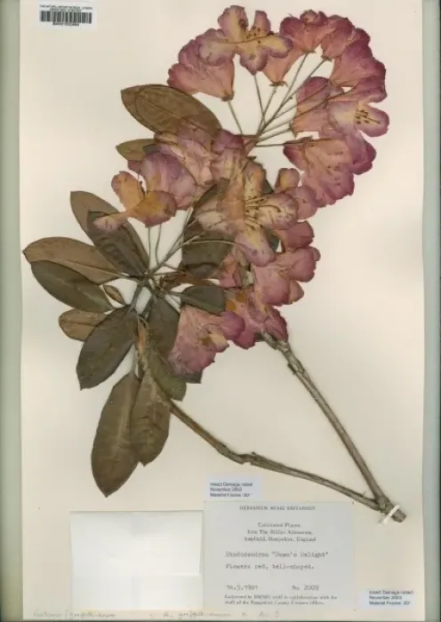 Framed Print : Rhododendron, dawns delight Framed Print : Rhododendron, dawns delight