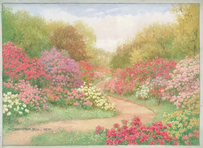 Framed Print : Rhododendron Dell, Kew Gardens