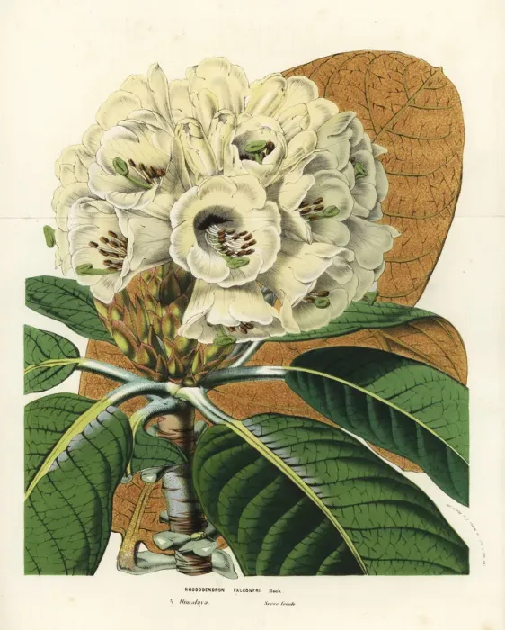 Framed Print : Rhododendron falconeri Framed Print : Rhododendron falconeri