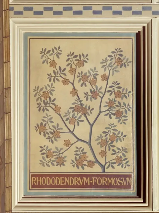 Framed Print : Rhododendron formosum Framed Print : Rhododendron formosum