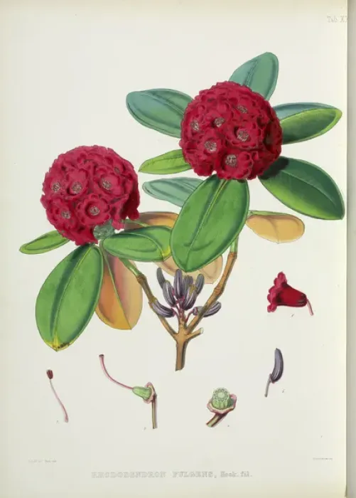 Framed Print : Rhododendron fulgens Framed Print : Rhododendron fulgens