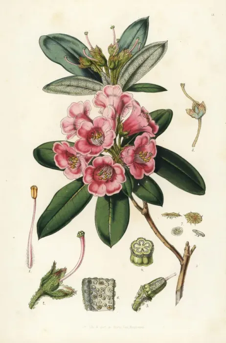 Framed Print : Rhododendron glaucum Framed Print : Rhododendron glaucum