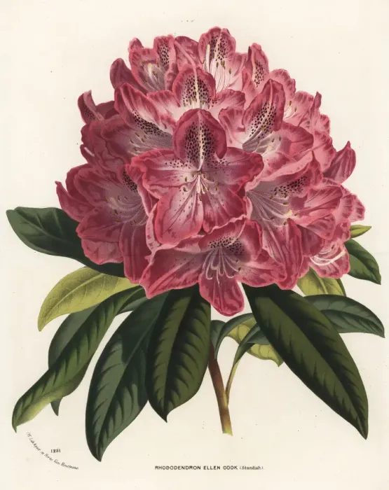 Framed Print : Rhododendron hybrid, Ellen Cook Framed Print : Rhododendron hybrid, Ellen Cook