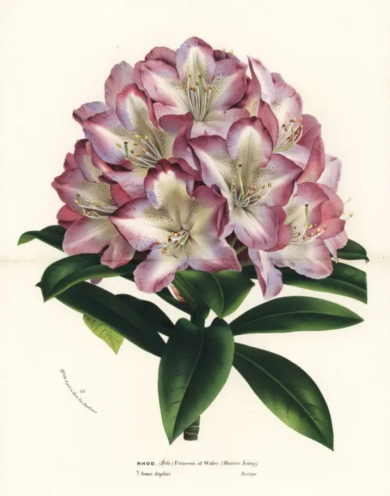 Framed Print : Rhododendron hybrid, Princess of Wales Framed Print : Rhododendron hybrid, Princess of Wales