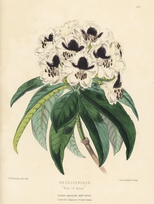 Framed Print : Rhododendron hybrid, Star of Ascot Framed Print : Rhododendron hybrid, Star of Ascot