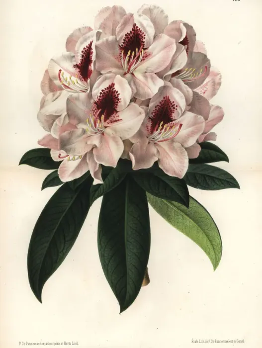 Framed Print : Rhododendron hybridum, Madame Linden Framed Print : Rhododendron hybridum, Madame Linden