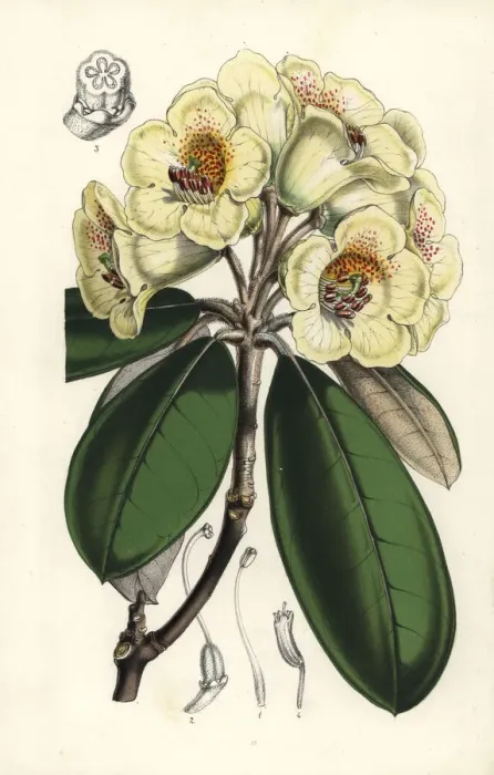 Framed Print : Rhododendron lanatum Framed Print : Rhododendron lanatum