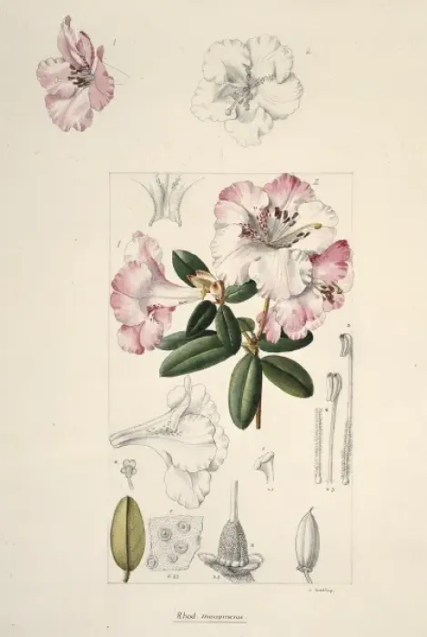 Framed Print : Rhododendron moupinense, rhododendron Framed Print : Rhododendron moupinense, rhododendron
