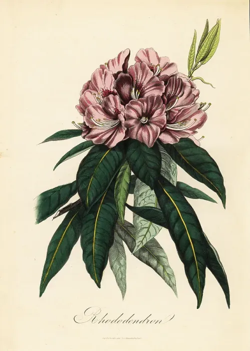 Framed Print : Rhododendron, Rhododendron javanicum Framed Print : Rhododendron, Rhododendron javanicum