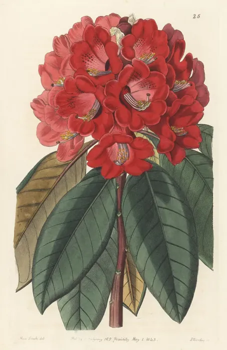Framed Print : Rhododendron rollissonii Framed Print : Rhododendron rollissonii