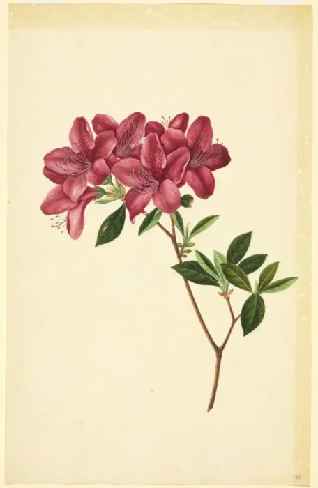 Framed Print : Rhododendron sp Framed Print : Rhododendron sp