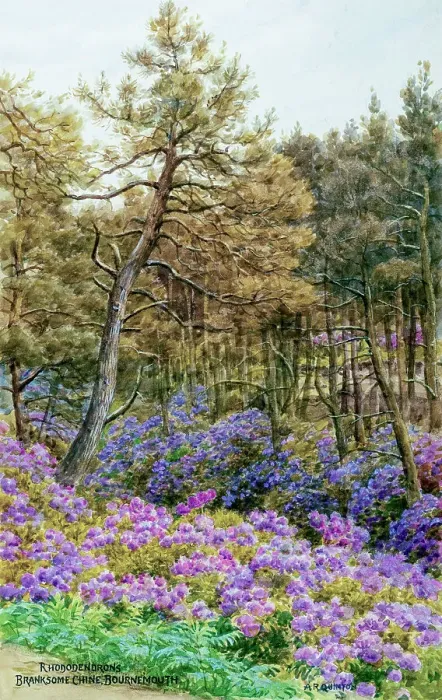 Framed Print : Rhododendrons, Branksome Chine, Bournemouth, Dorset Framed Print : Rhododendrons, Branksome Chine, Bournemouth, Dorset