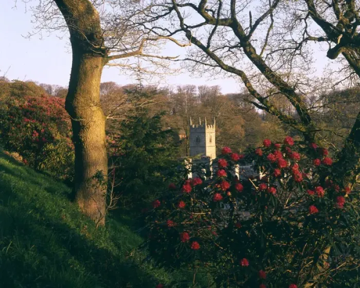Framed Print : Rhododendrons and Lanhydrock Church, Cornwall