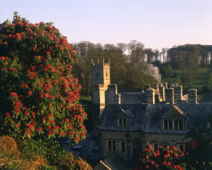 Framed Print : Rhododendrons at Lanhydrock House, Cornwall Framed Print : Rhododendrons at Lanhydrock House, Cornwall