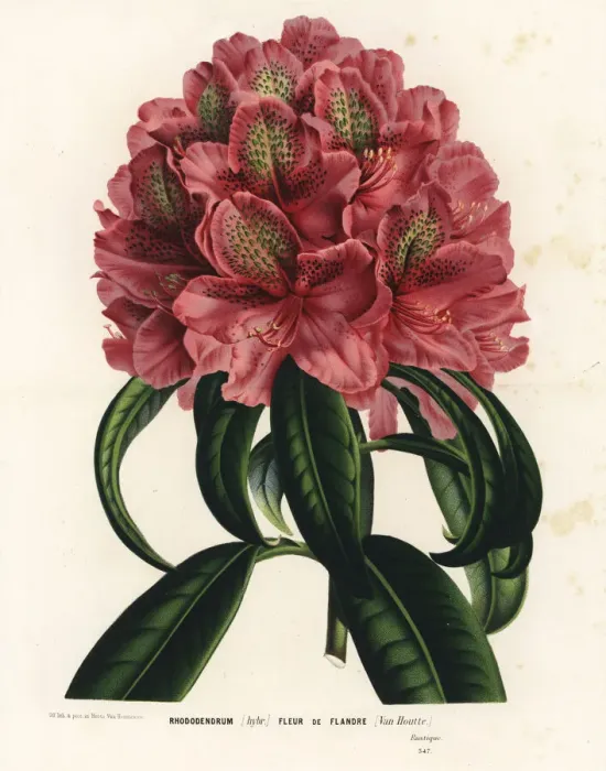 Framed Print : Rhododendrum hybrid, Fleur de Flandre, Rhododendron ponticum Framed Print : Rhododendrum hybrid, Fleur de Flandre, Rhododendron ponticum