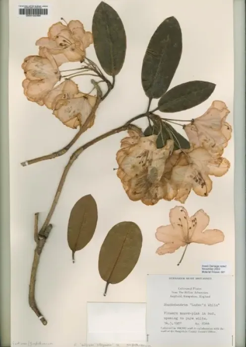 Framed Print : Rhododendrum, loders white Framed Print : Rhododendrum, loders white