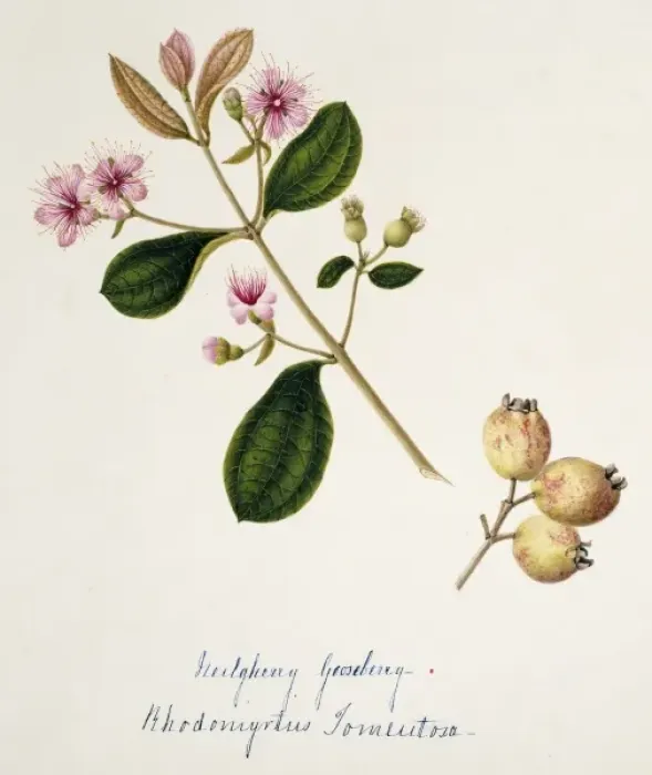 Framed Print : Rhodomytris torneutosa, gooseberry Framed Print : Rhodomytris torneutosa, gooseberry