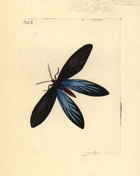 Rhodope moth, Colla rhodope