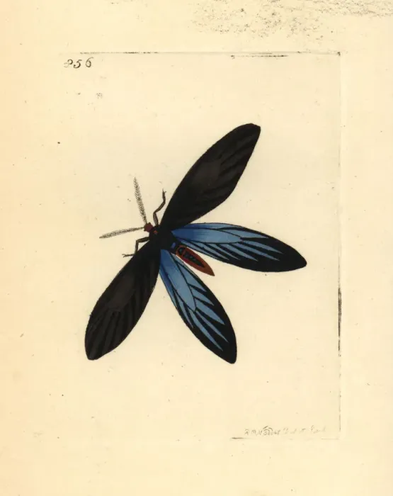 Framed Print : Rhodope moth, Colla rhodope Framed Print : Rhodope moth, Colla rhodope