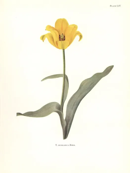 Framed Print : Rhodope tulip, Tulipa hungarica Framed Print : Rhodope tulip, Tulipa hungarica