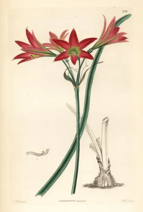 Framed Print : Rhodophiala advena Framed Print : Rhodophiala advena