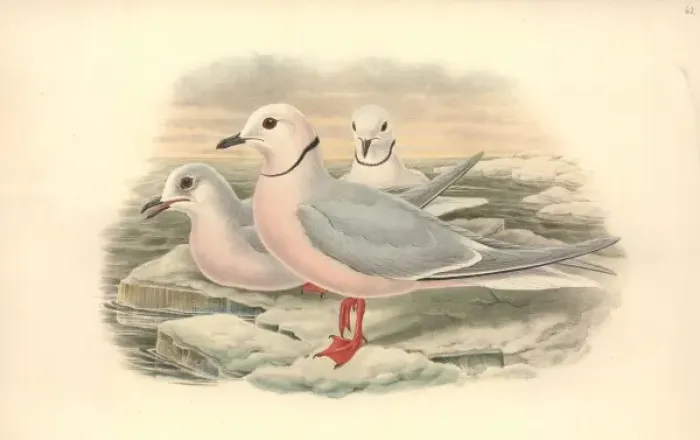 Framed Print : Rhodostethia rossii, Rosss gull Framed Print : Rhodostethia rossii, Rosss gull