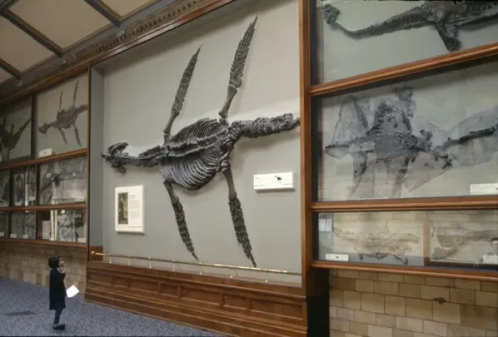 Framed Print : Rhomaleosaurus cramptoni Framed Print : Rhomaleosaurus cramptoni