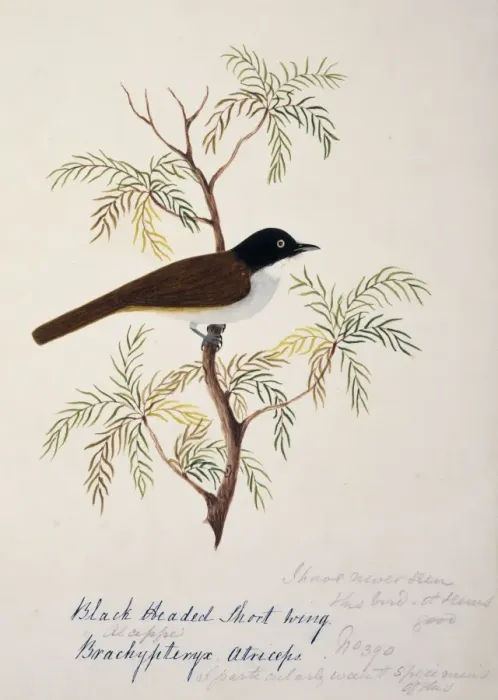 Framed Print : Rhopocichla atriceps, dark-fronted babbler