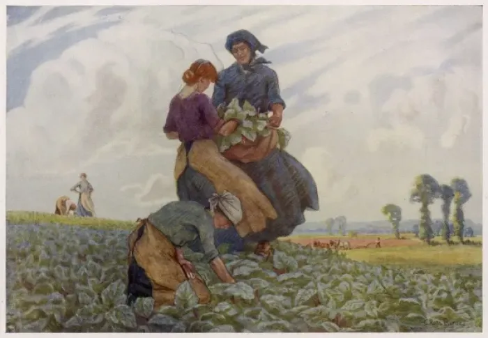 Framed Print : Rhubarb Gathering 1916 Framed Print : Rhubarb Gathering 1916
