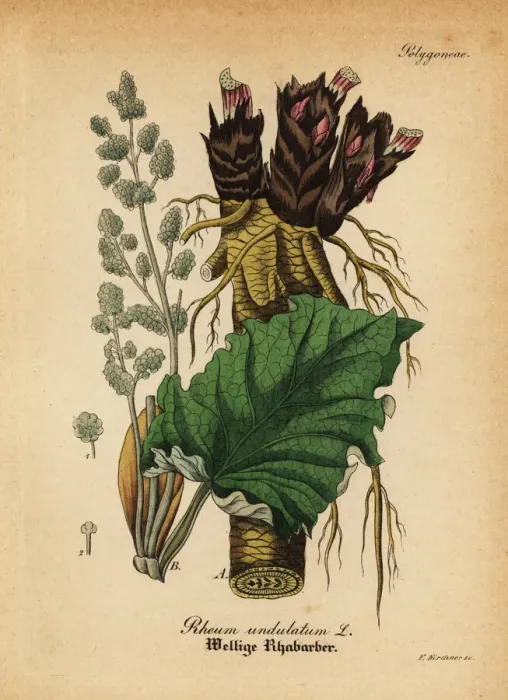 Framed Print : Rhubarb, Rheum rhabarbarum Framed Print : Rhubarb, Rheum rhabarbarum