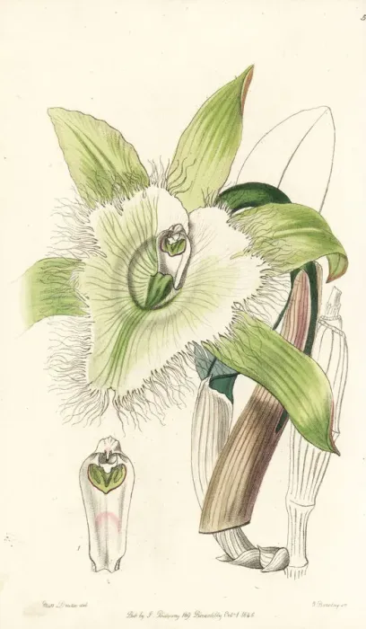 Framed Print : Rhyncholaelia digbyana orchid Framed Print : Rhyncholaelia digbyana orchid